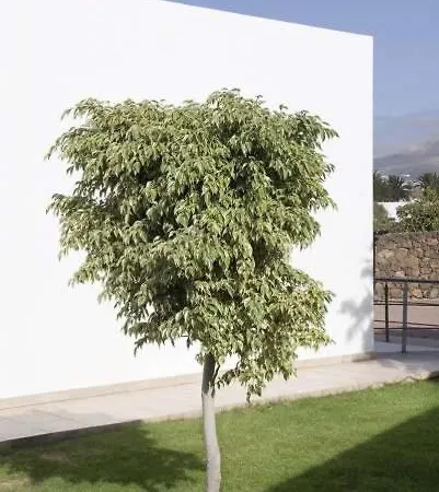 Puerto Del Carmen Sleeps 6 Pool Wifi Apartamento Puerto del Carmen (Lanzarote)